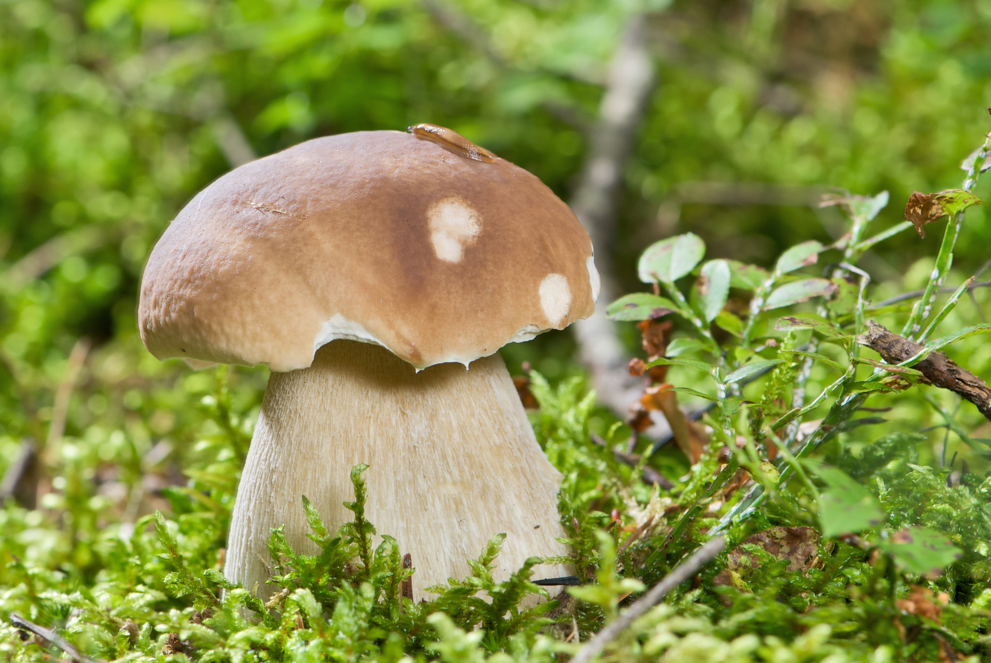 Білий гриб (Boletus edulis)