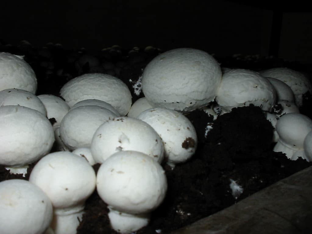 Печериця двоспорова (Agaricus bisporus)