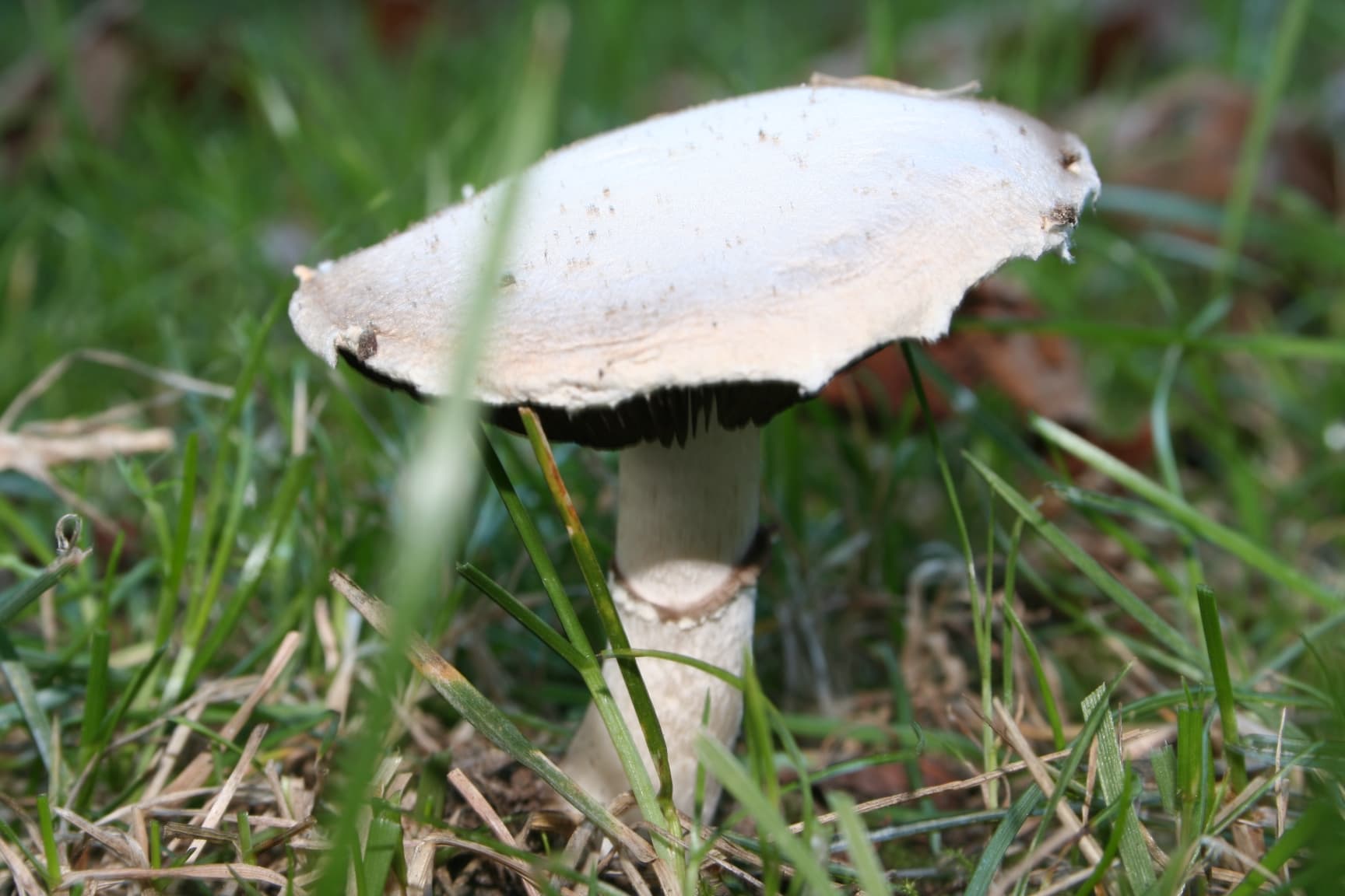 Печериця лугова (Agaricus campestris)