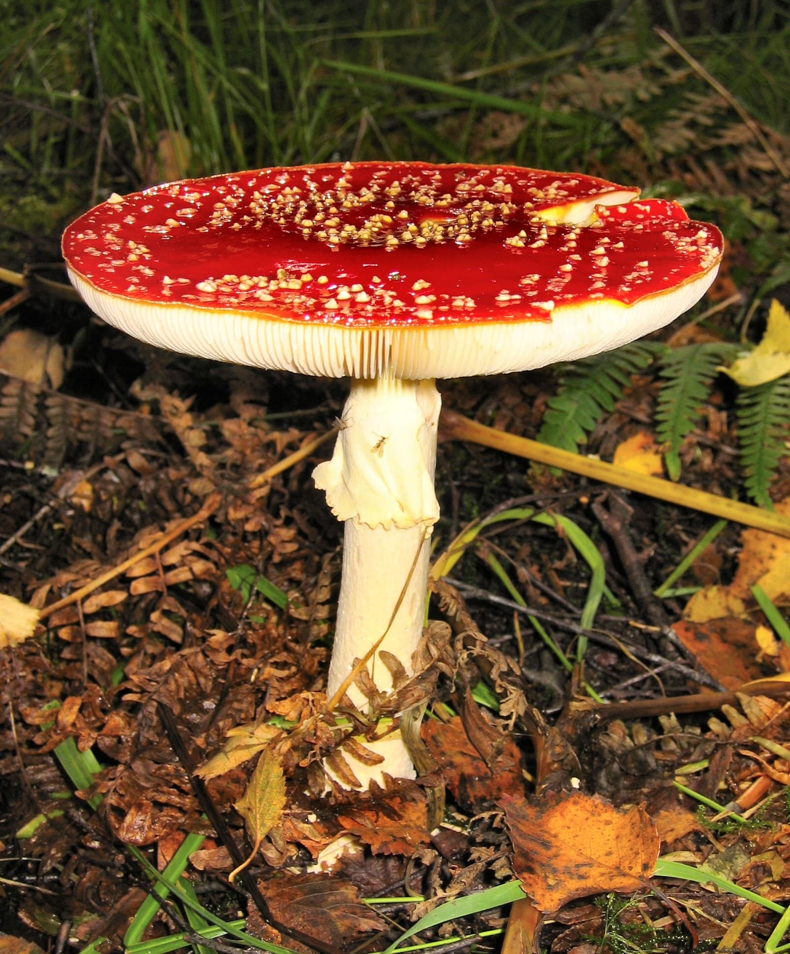 Мухомор червоний (Amanita muscaria)