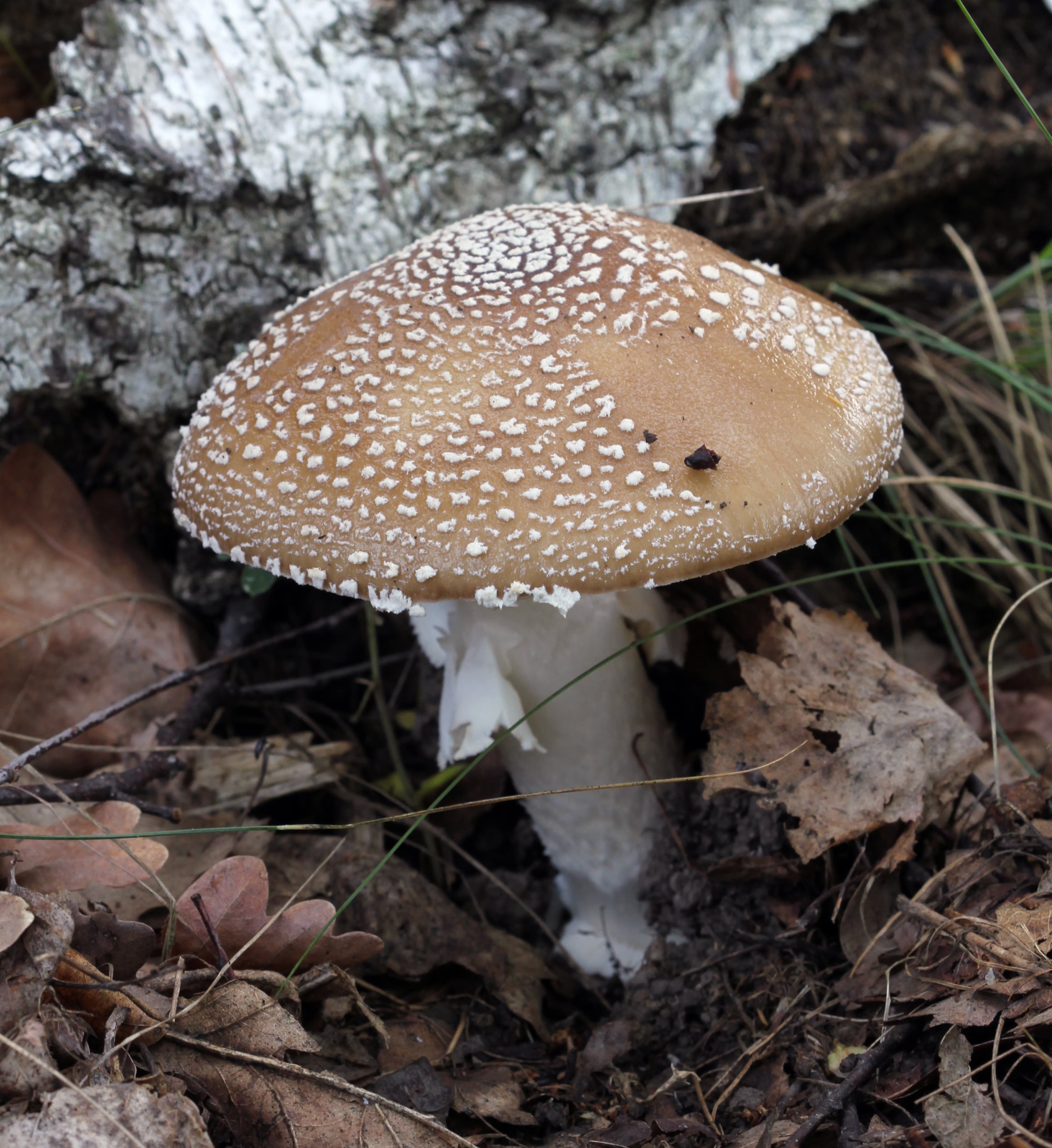 Мухомор пантеровий (Amanita pantherina)