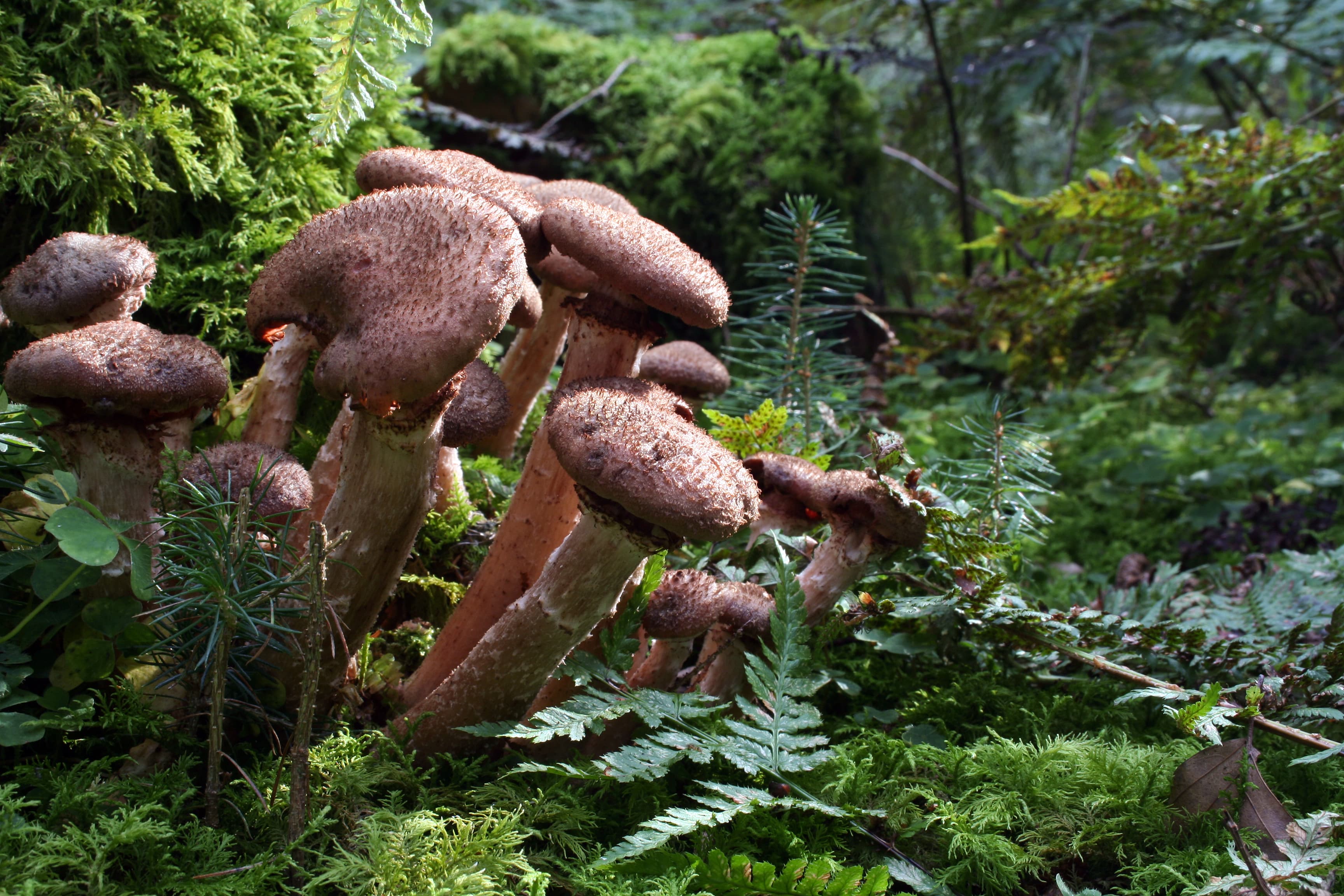 Опеньок осінній (Armillaria mellea)