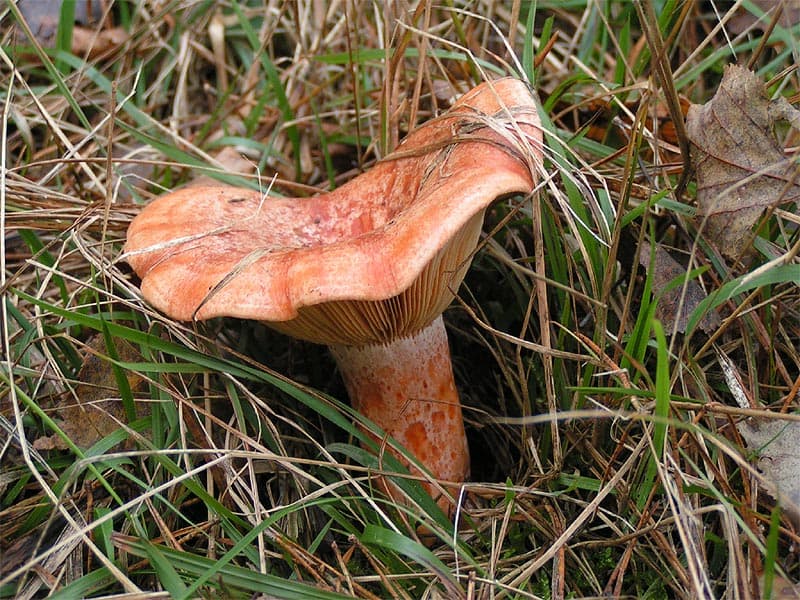 Рижик справжній (Lactarius deliciosus)