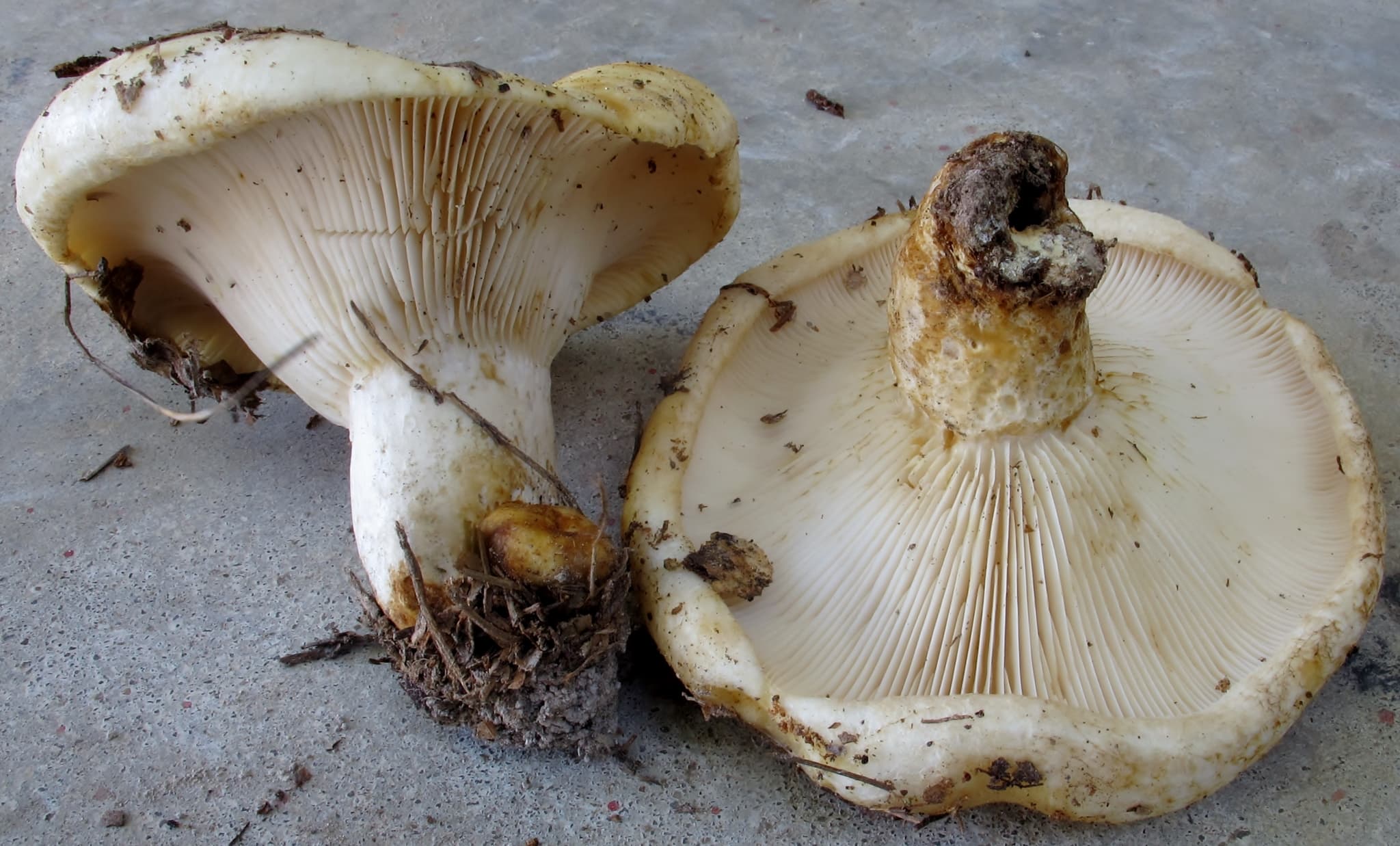 Груздь справжній (Lactarius resimus)