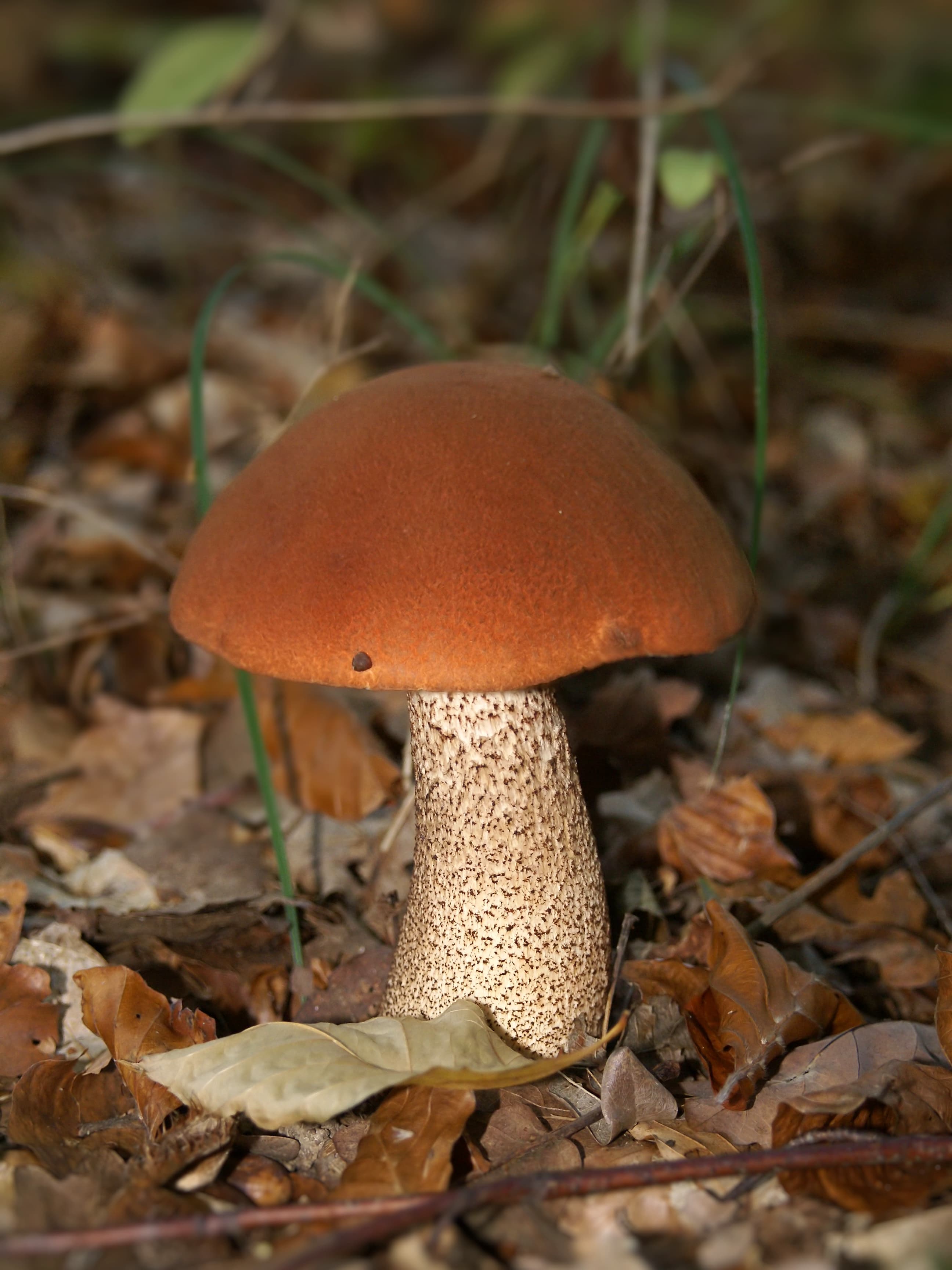 Підосичник (Leccinum aurantiacum)