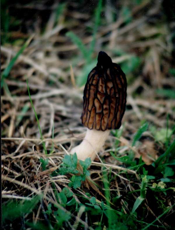 Сморчок конічний (Morchella conica)