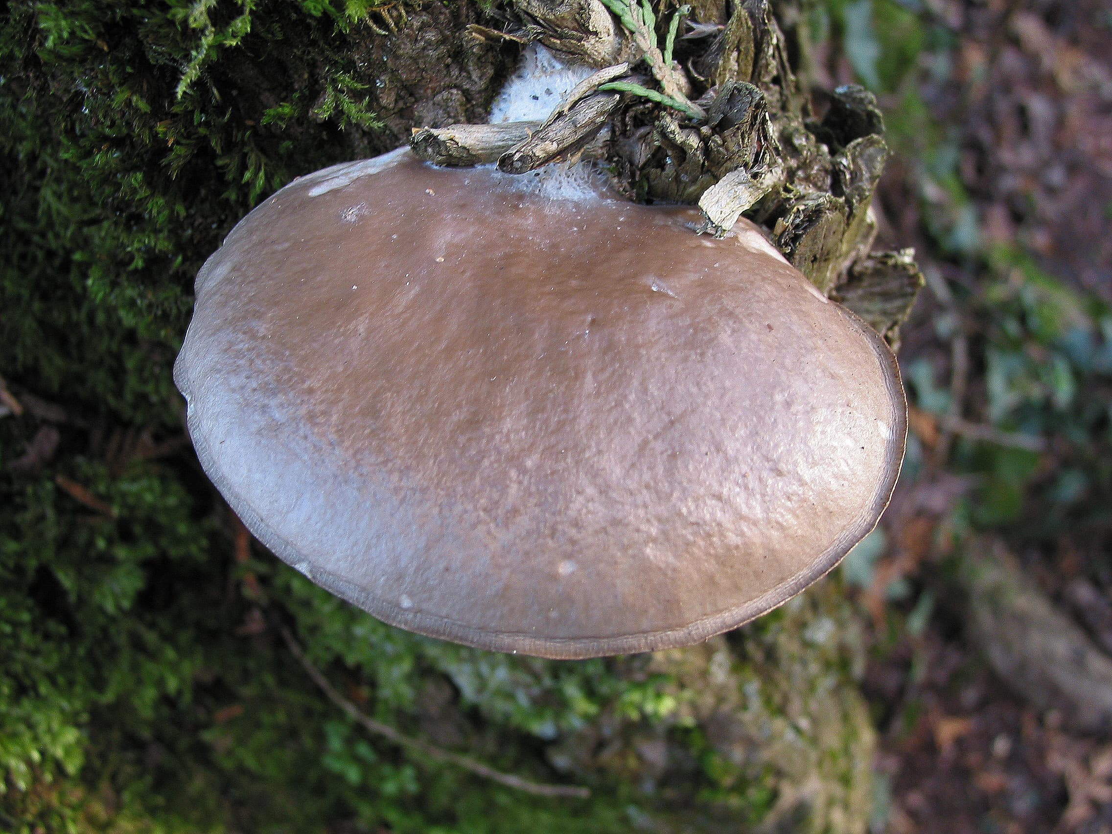 Гливи звичайні (Pleurotus ostreatus)